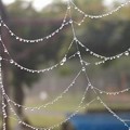 Photos: 蜘蛛の巣のネックレス