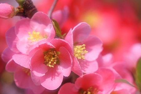 咲分けが豪華な放春花（木瓜）