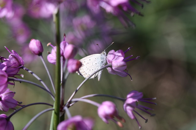 ラッキョウの花とシルビアシジミ 写真共有サイト フォト蔵