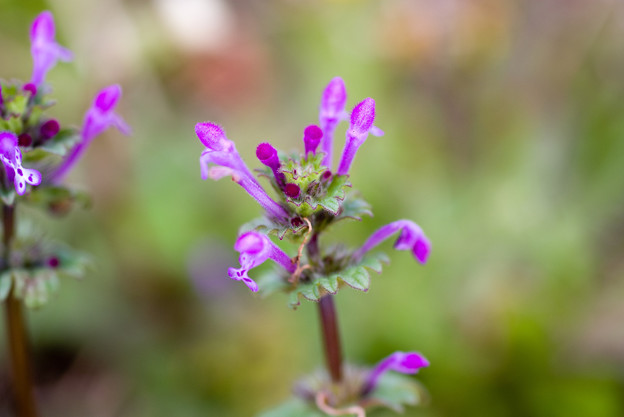 春の草花 ホトケノザ 写真共有サイト フォト蔵