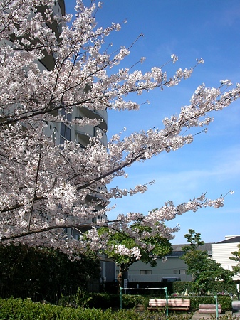 桜2010_02