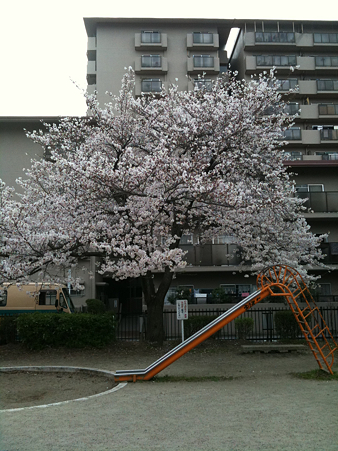 桜2010_08