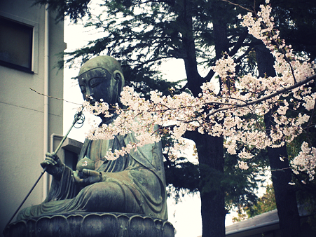 品川寺の大仏と桜