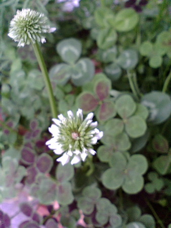 luckyclover