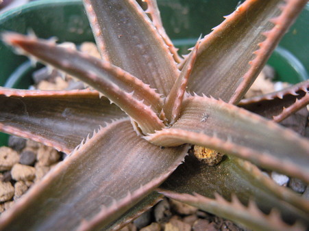 Aloe cv. Brass Hat