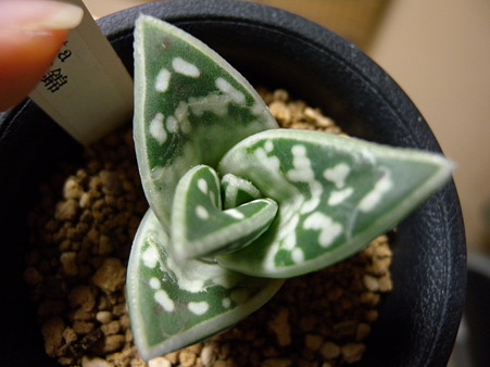 Aloe variegata