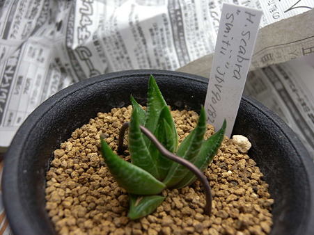 scabra var. smitii