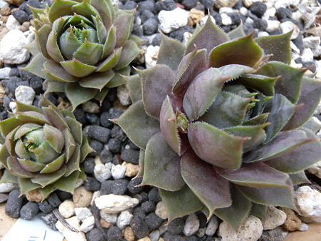 sempervivum Snowberger