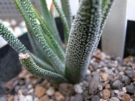 H.attenuata Silver Queen