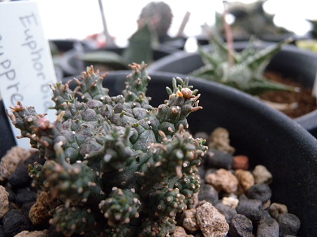 Euphorbia suppressa
