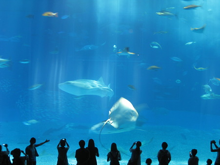 美ら海水族館005