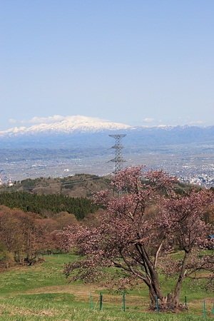 西蔵王　大山桜