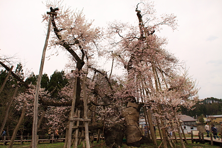 置賜さくら回廊　「伊佐沢の久保桜」