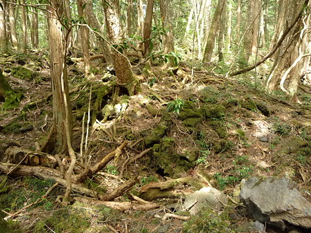 100518-青木ヶ原樹海-3