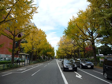 101119-紅葉 山下公園通り (28)