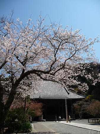 110406-妙本寺 (9)