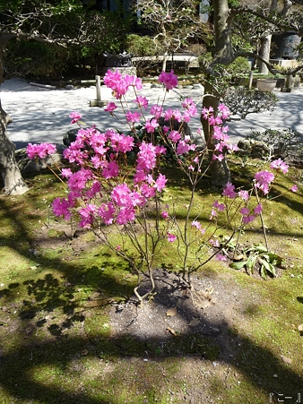 110406-妙本寺 (39)