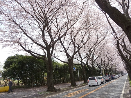 110411-海軍道路 (68)