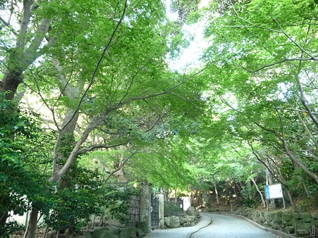 110519-鎌倉文学館 (12)
