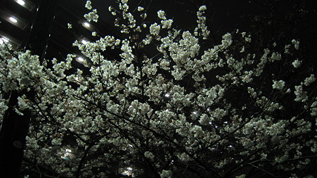 sakura