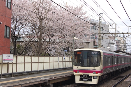 代田橋駅の桜