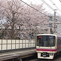 Photos: 代田橋駅の桜