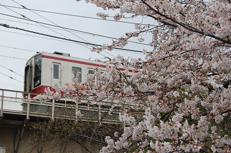 東武電車と桜