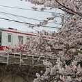 Photos: 東武電車と桜