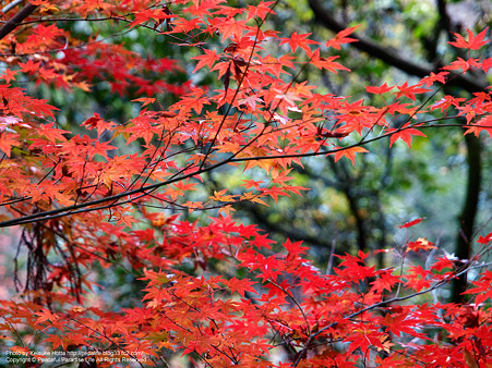 紅葉