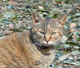 来たね?2
