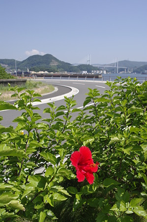 遊歩道より