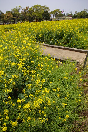 菜の花