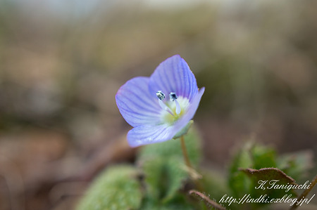 オオイヌノフグリ NEX-5SEL30M35