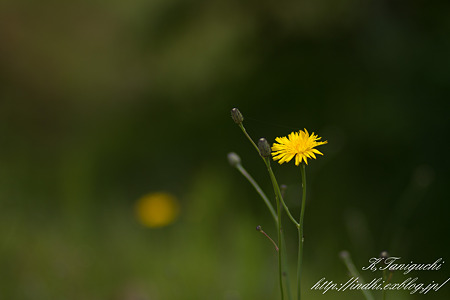 あぜ道に咲く花