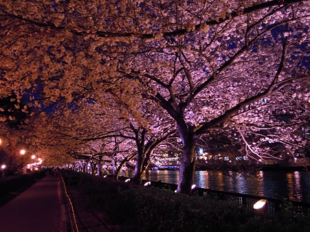 夜桜2010_08