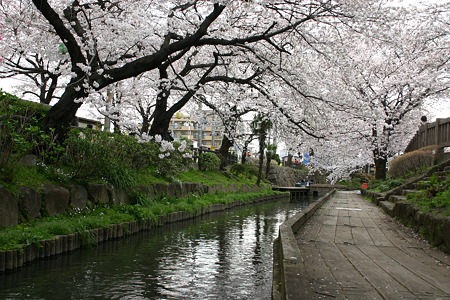 宿河原の桜 089