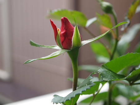 2011年5月13日　今年2つ目の蕾