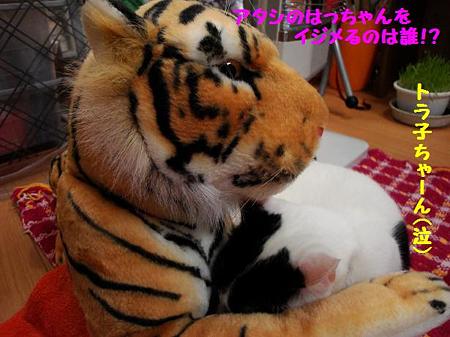 はっちゃん&トラ子4