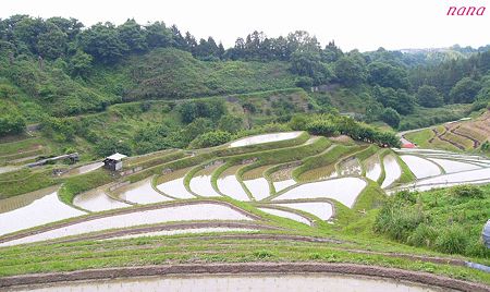 棚田