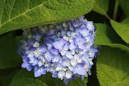 2012.05.30 和泉川 アジサイ 梅雨待ち