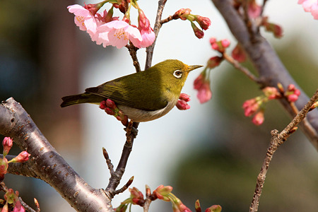 2010.03.18　和泉川　さくらにメジロ-3