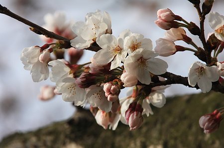 2010.03.31　和泉川　さくら