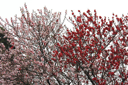 2010.03.31 和泉川 モモ
