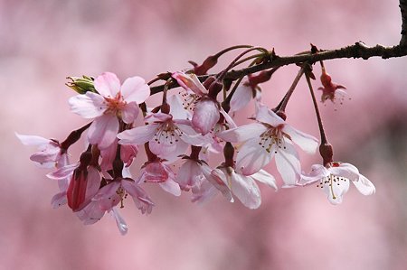 2010.04.06　和泉川　枝垂桜-1