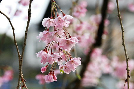 2010.04.13　和泉川　枝垂桜