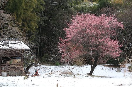 2011.02.12　和泉川　柿と梅に納屋