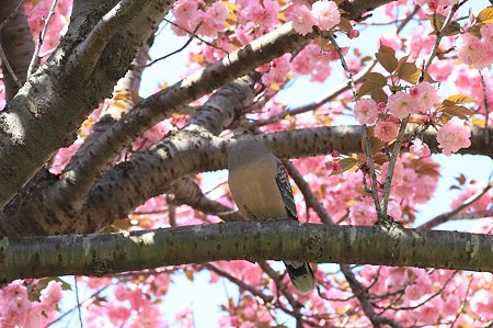 2011.04.25　和泉川　八重桜にキジバト