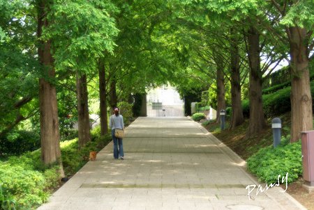 メタセコイアの坂道・・山手イタリア山庭園・・14