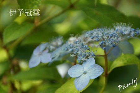伊予冠雪・・光則寺の山アジサイ 51