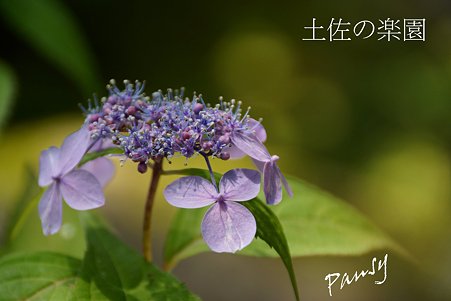 土佐の楽園・・光則寺の山アジサイ 54
